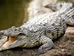 Duel Dengan Buaya di Sungai