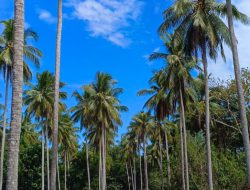 Sinyal Merah Proyek DAK 23 Miliar