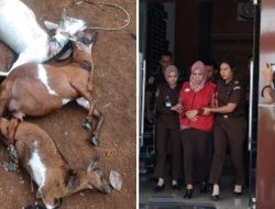 Kambing