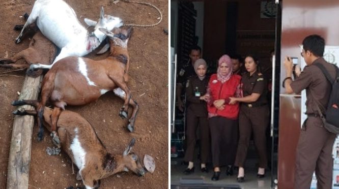 Kambing