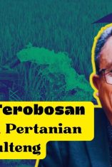Pemulihan Pertanian di Sulteng