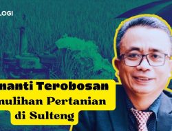 Pemulihan Pertanian di Sulteng