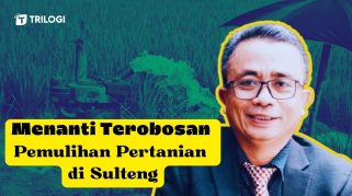 Pemulihan Pertanian di Sulteng