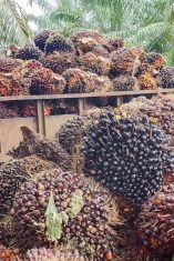 Pernyataan Resmi PT Kurnia Luwuk Sejati