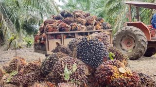 Pernyataan Resmi PT Kurnia Luwuk Sejati