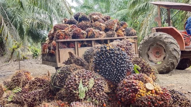 Pernyataan Resmi PT Kurnia Luwuk Sejati