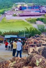 Bisnis Sawit PT Kurnia Luwuk Sejati