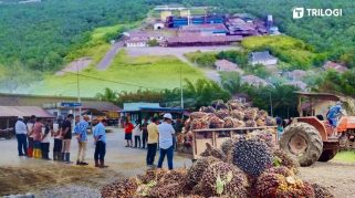 Bisnis Sawit PT Kurnia Luwuk Sejati