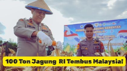 Panen Raya Jagung