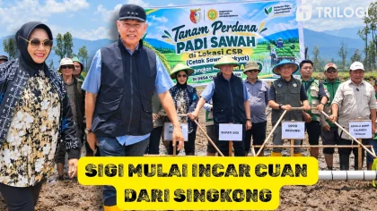 singkong Sigi bioethanol